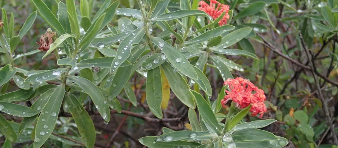 Lasiosiphon daphnifolius