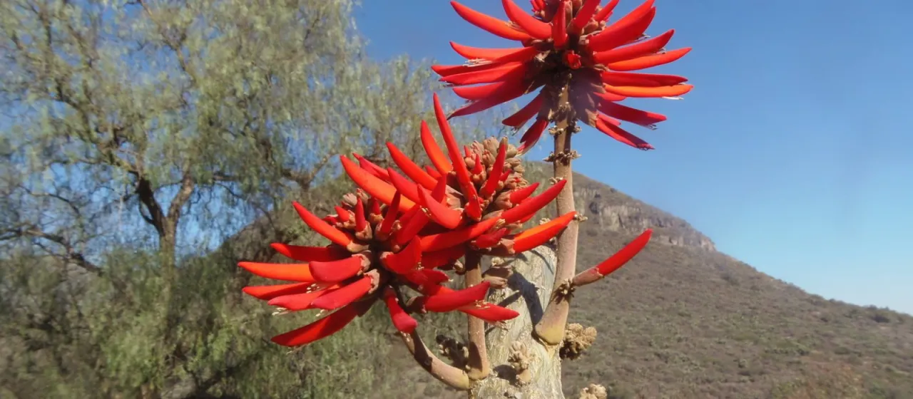 Erythrina folkersii