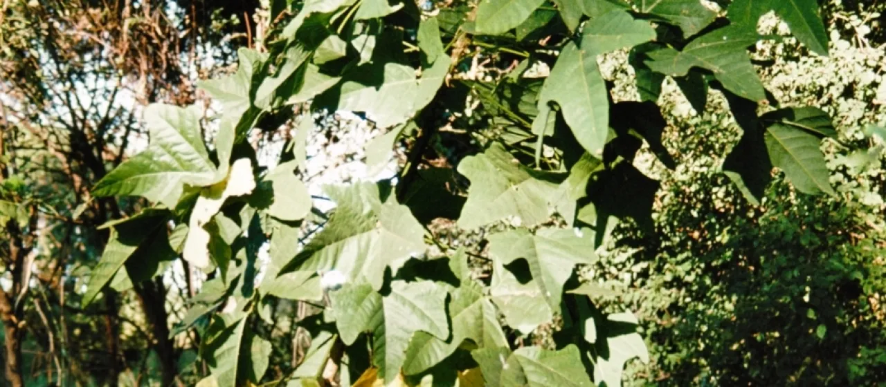 Erythrina livingstoniana