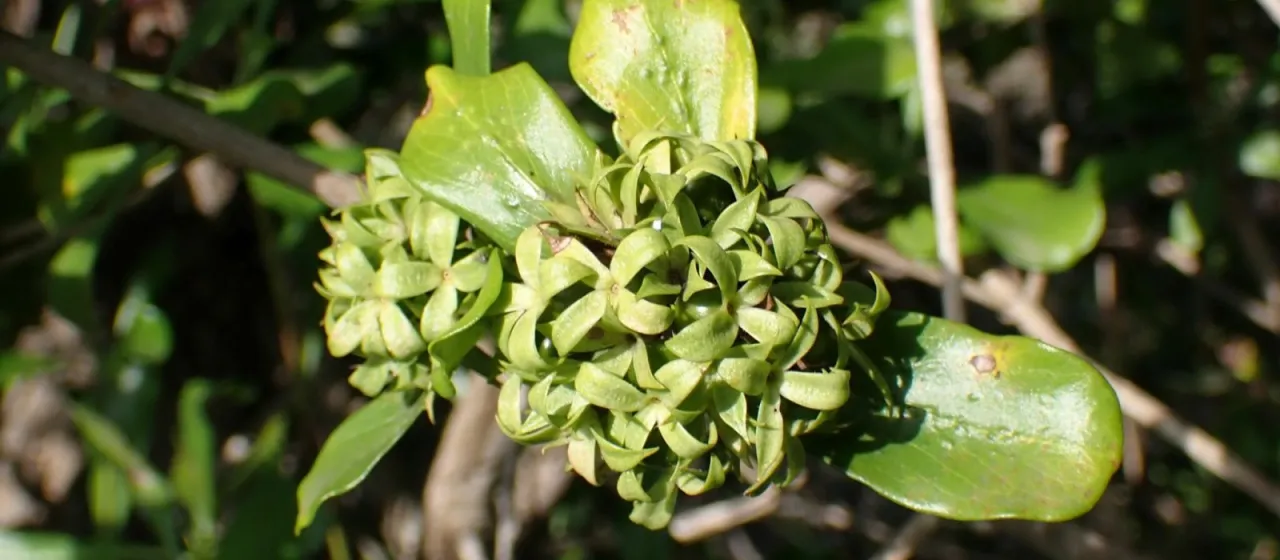 Pavetta catophylla