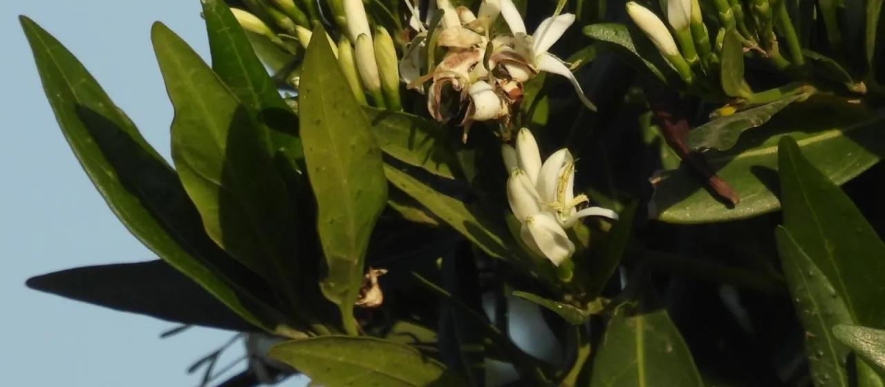 Pavetta lanceolata