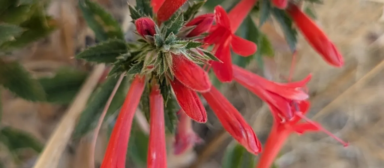 Mexican Loeselia