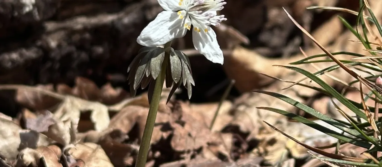 Eranthis stellata