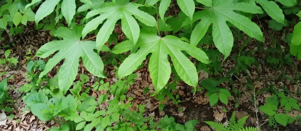 Castor aralia