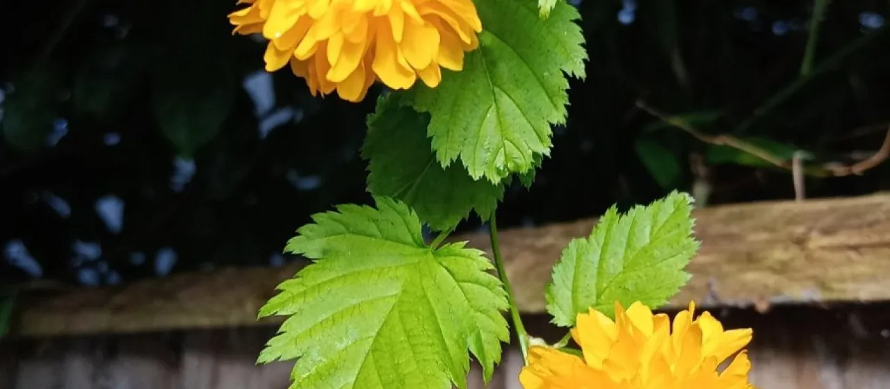 Japanese kerria