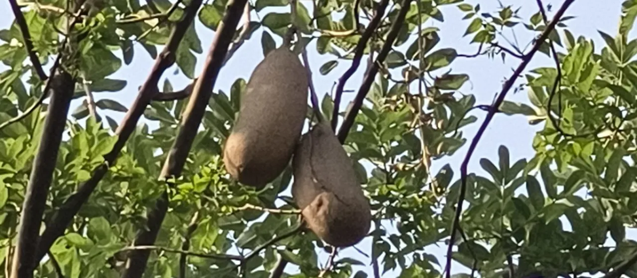 African sausage tree