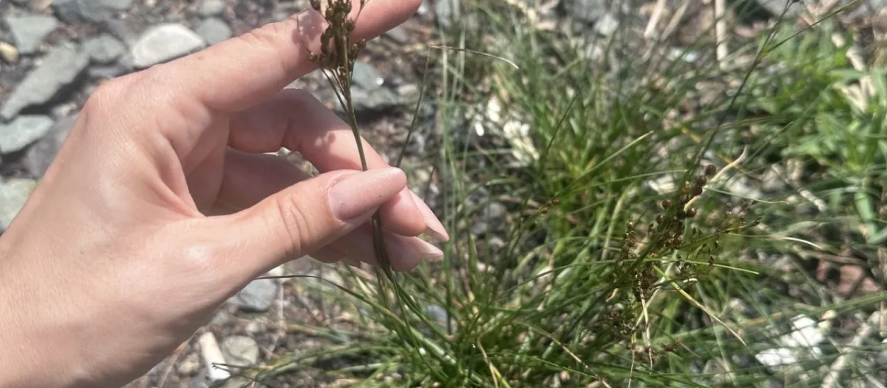 Juncus gracillimus