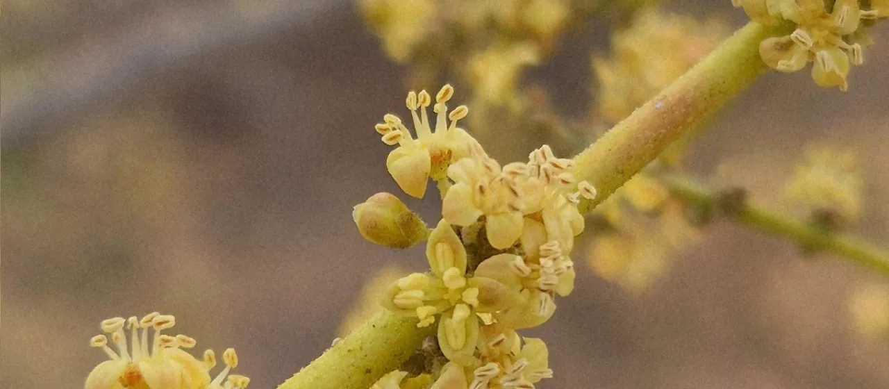 Lannea coromandelica