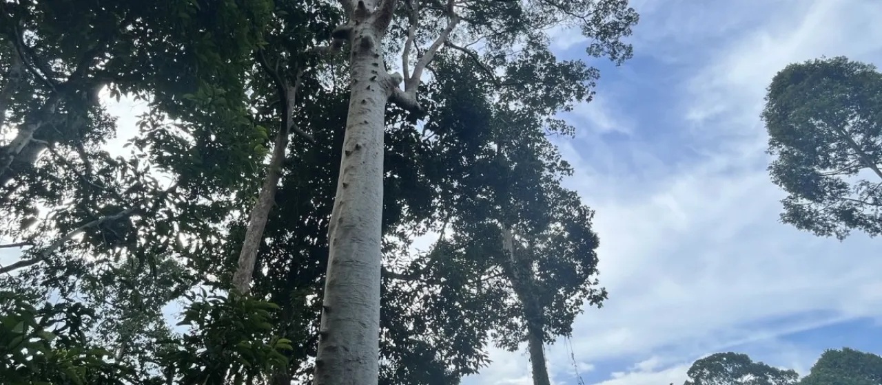 Tualang