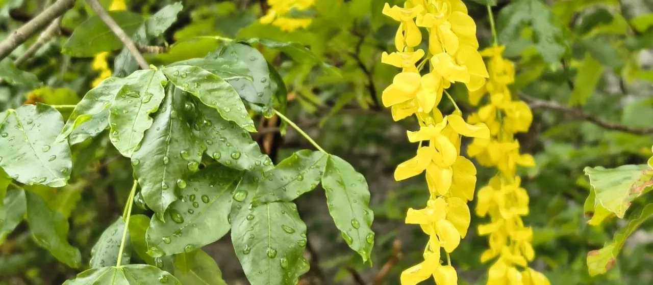 Alpine laburnum