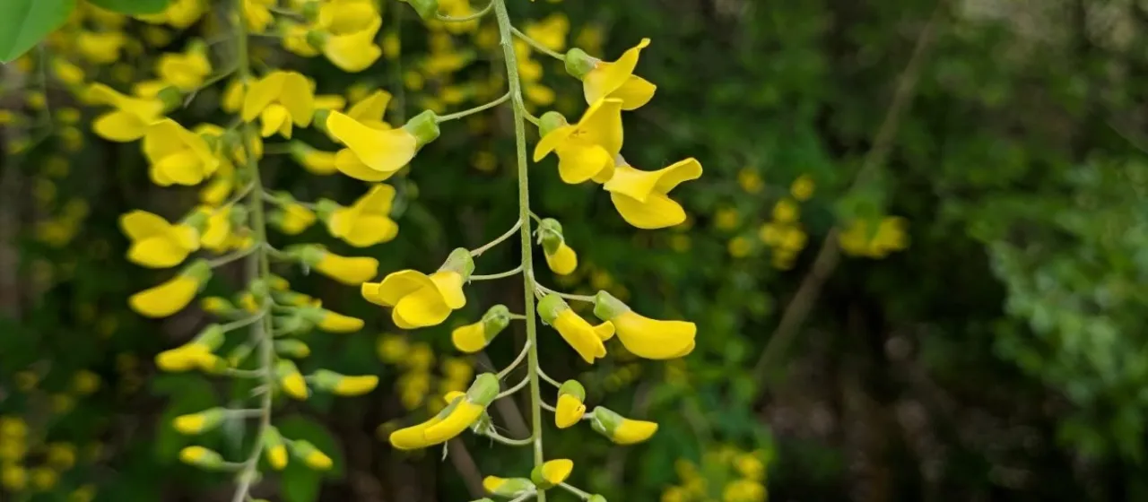 Common laburnum