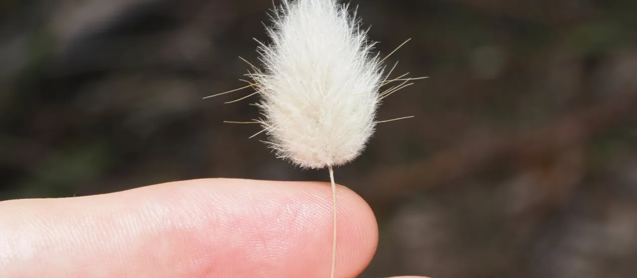 Hare's tail grass