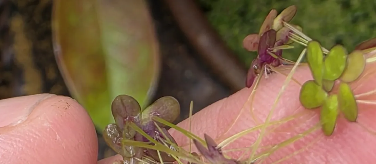 Landoltia-duckweed hybrid