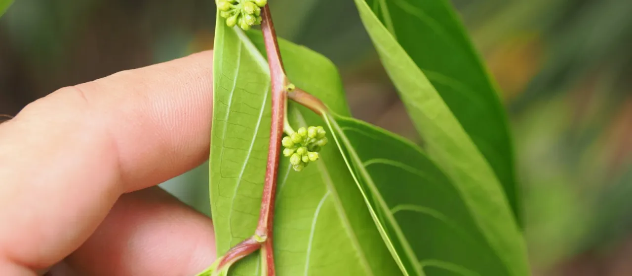 Glochidion zeylanicum
