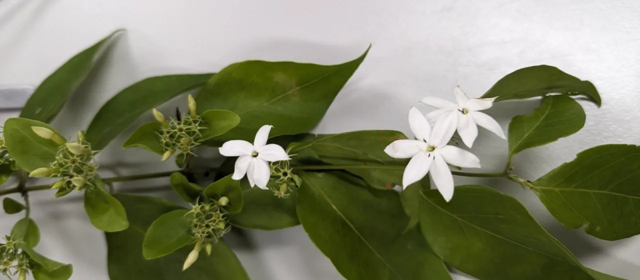 Elongated jasmine