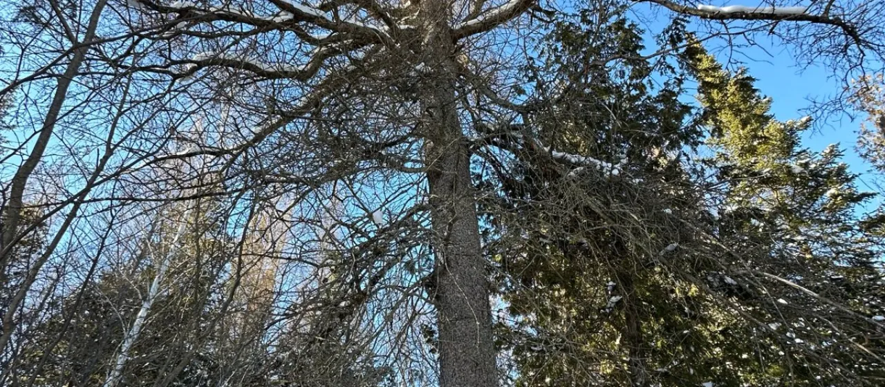 American larch