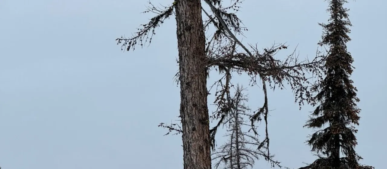 Western larch