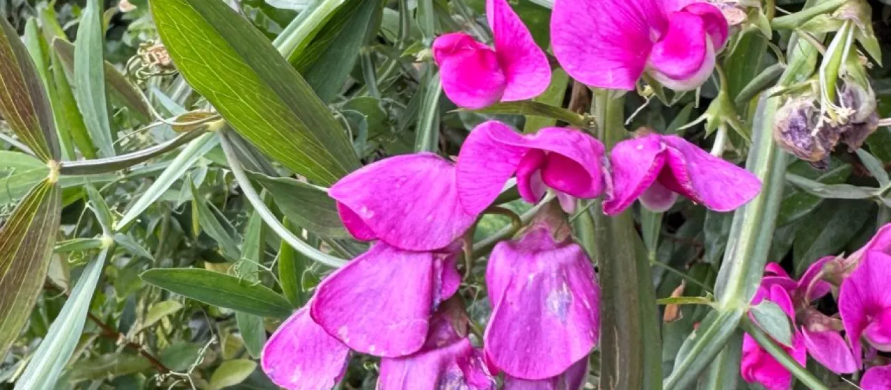 Broad-leaved everlasting pea