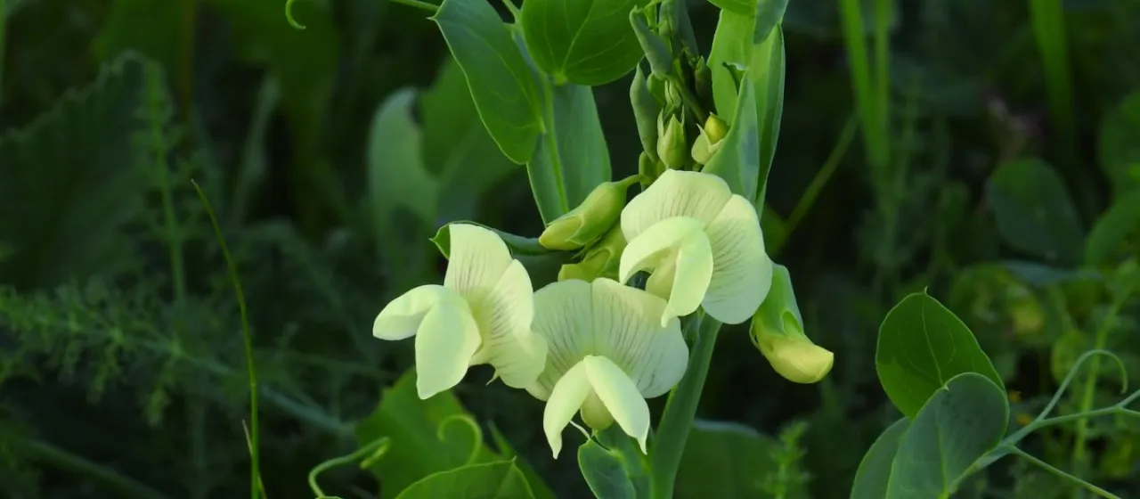 Ochrus pea