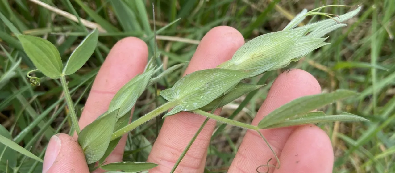 Meadow vetchling