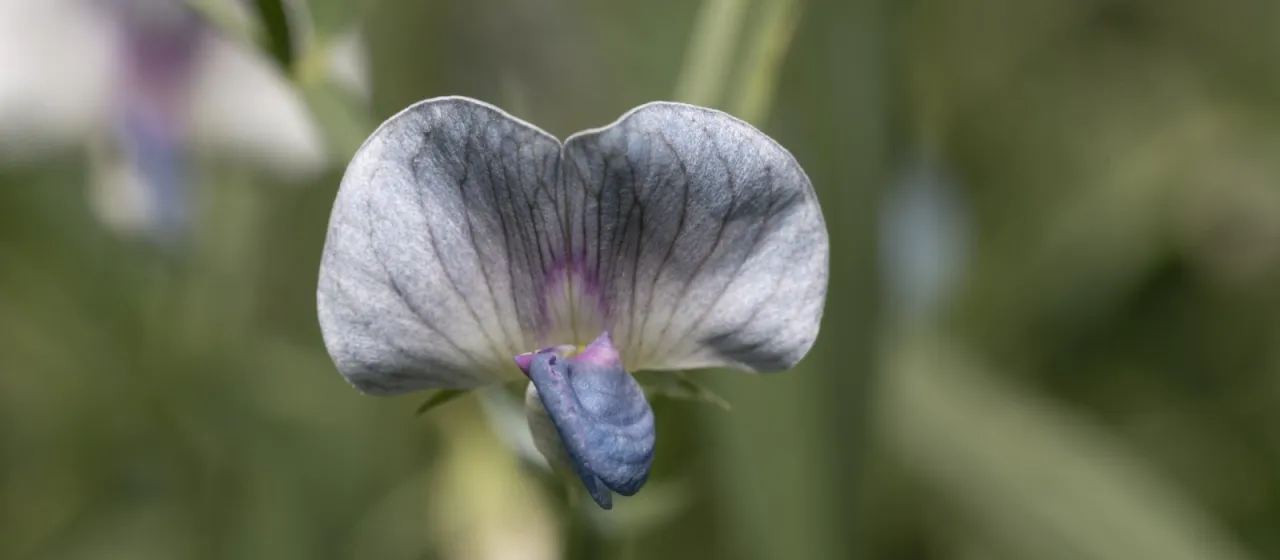 Grass pea