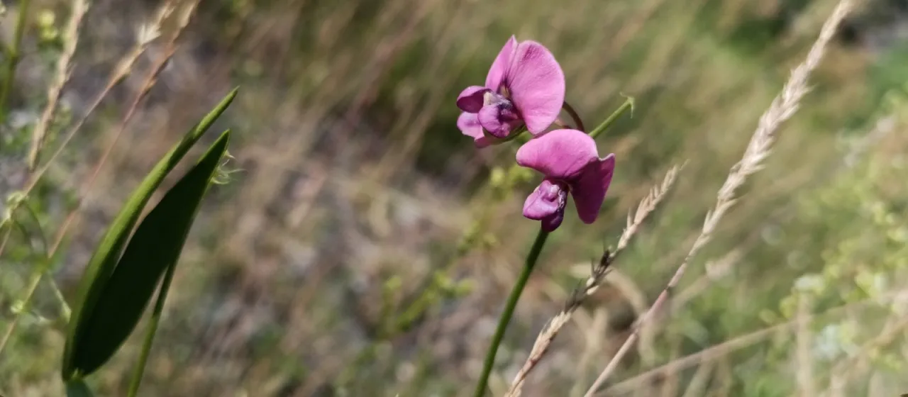 Narrow-leaved everlasting pea