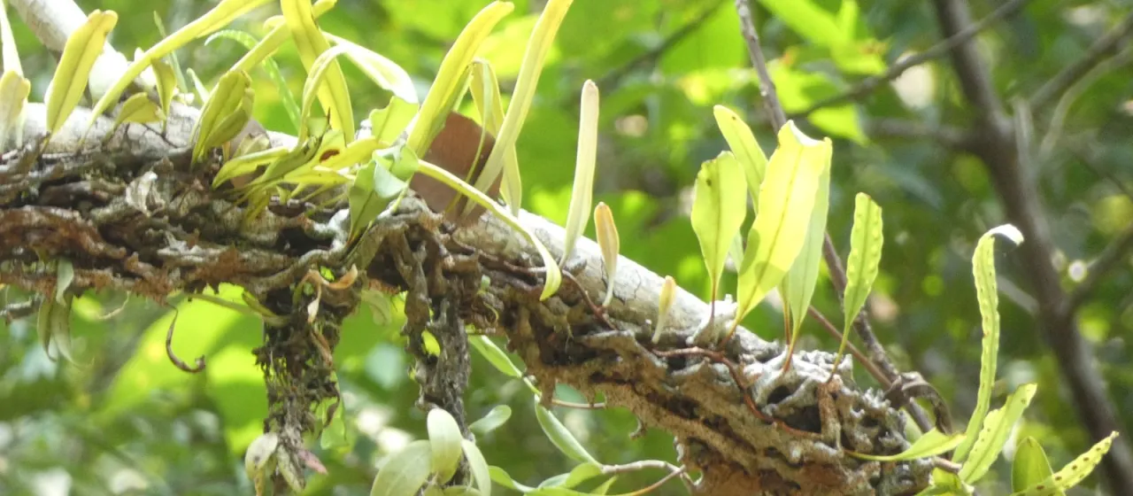 Lecanopteris sinuosa
