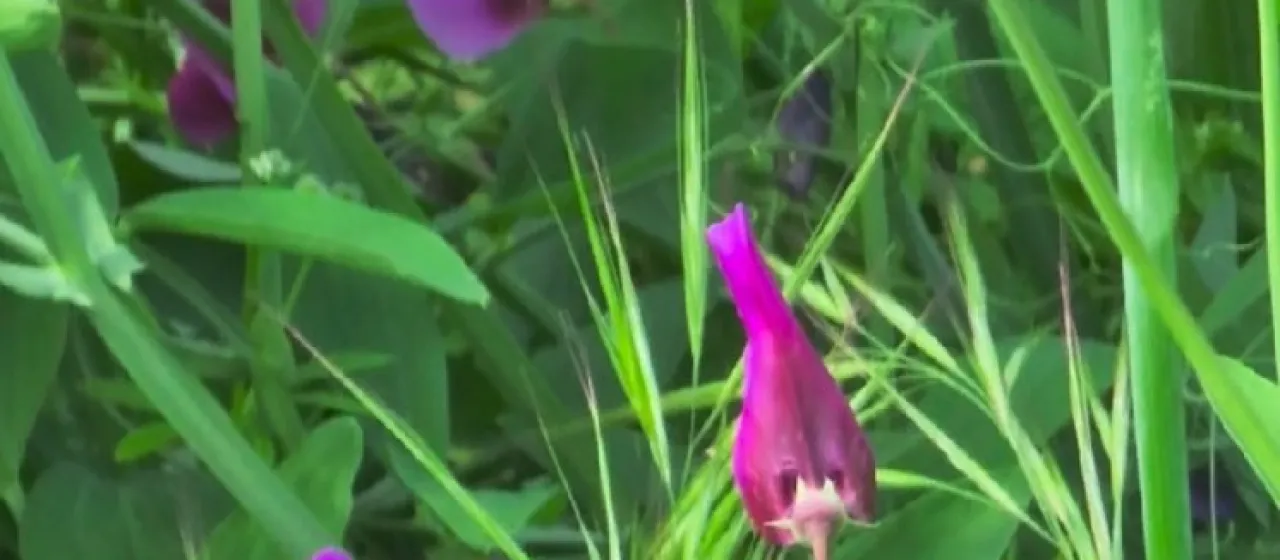 Tangier pea