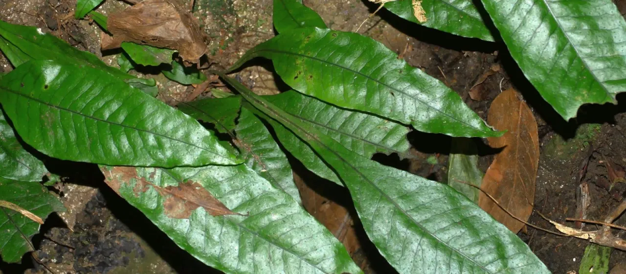 Leptochilus decurrens