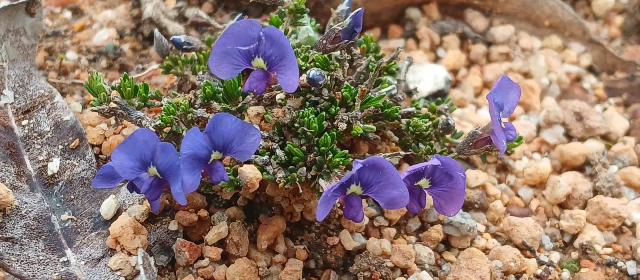 Mirbelia floribunda