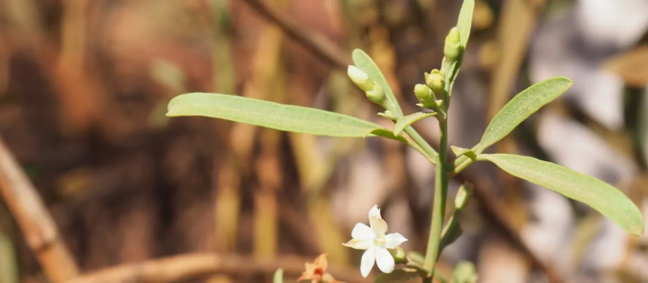 Jasminum didymum
