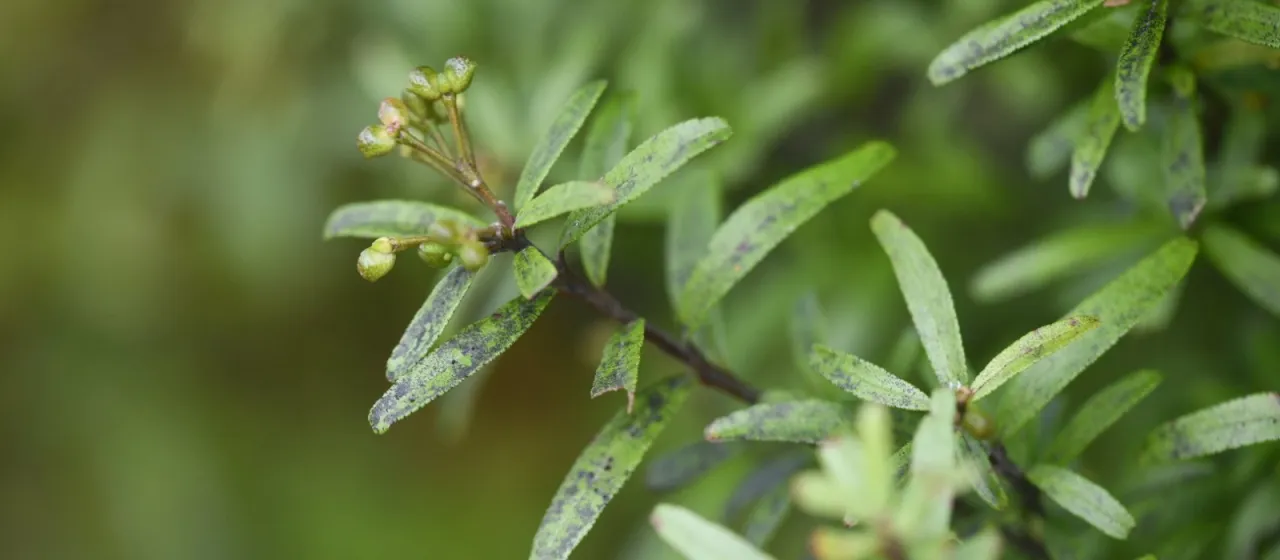 Leionema nudum
