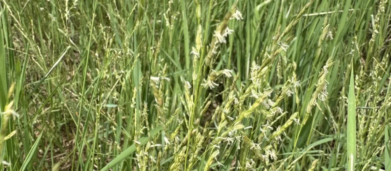 Southern cutgrass