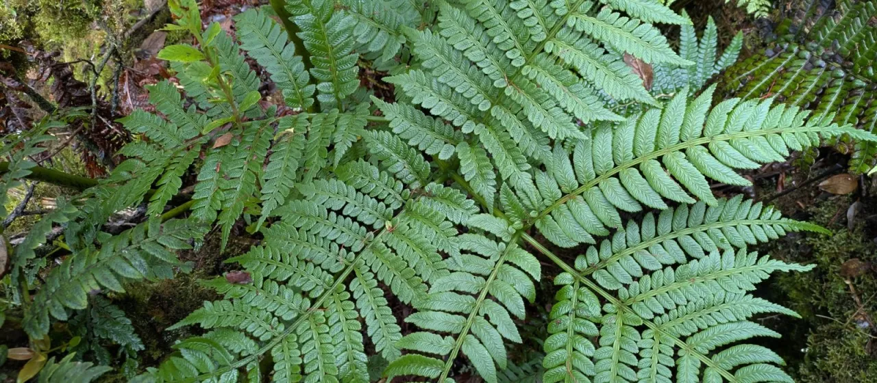 Marattia douglasii