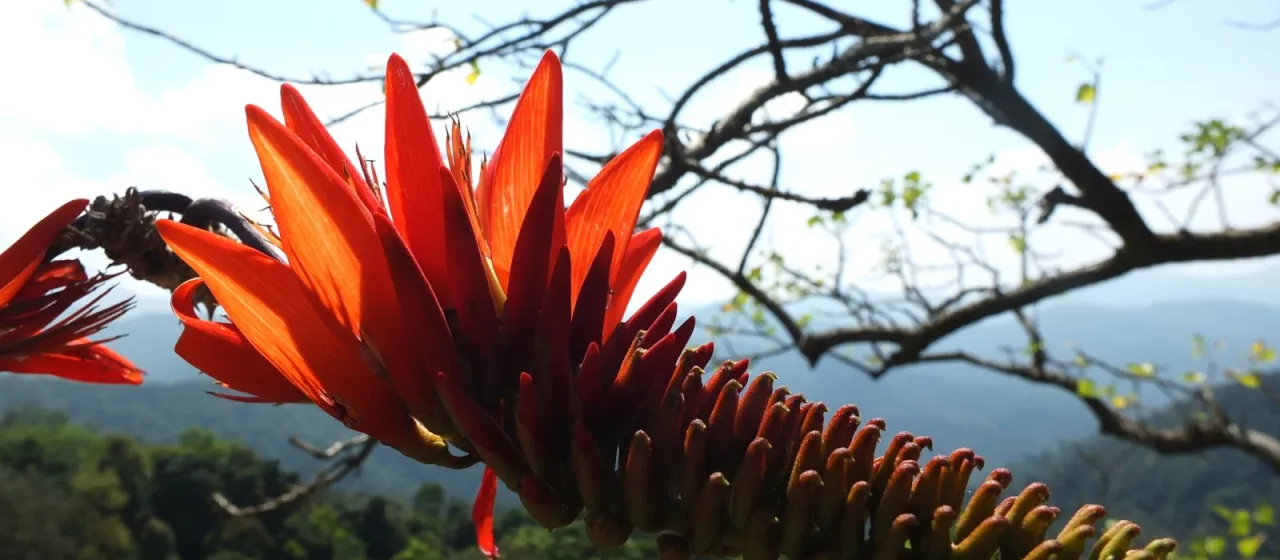 Erythrina stricta