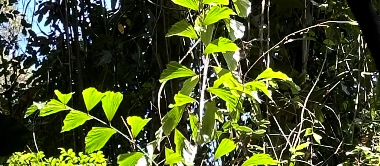 Korthalsia polystachya
