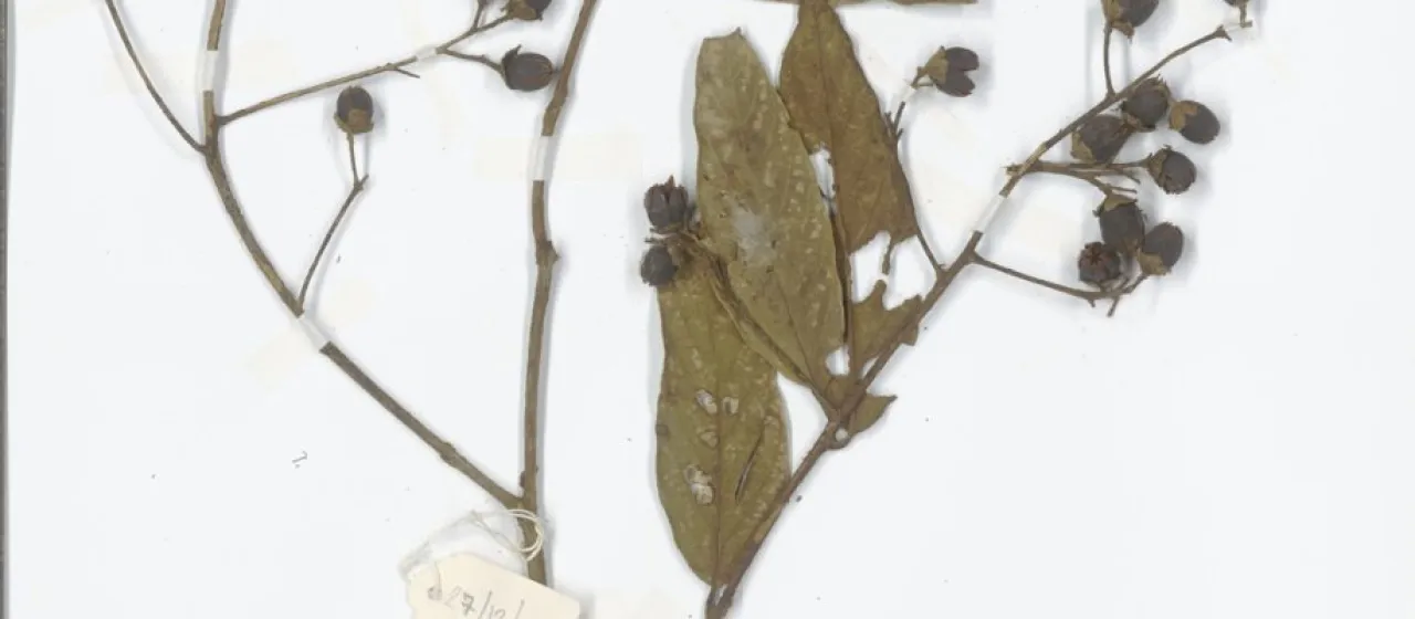 Lagerstroemia tomentosa