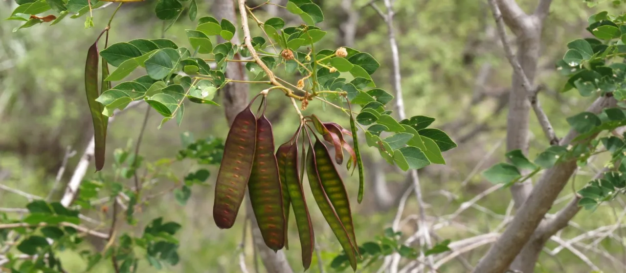Leucaena trichodes