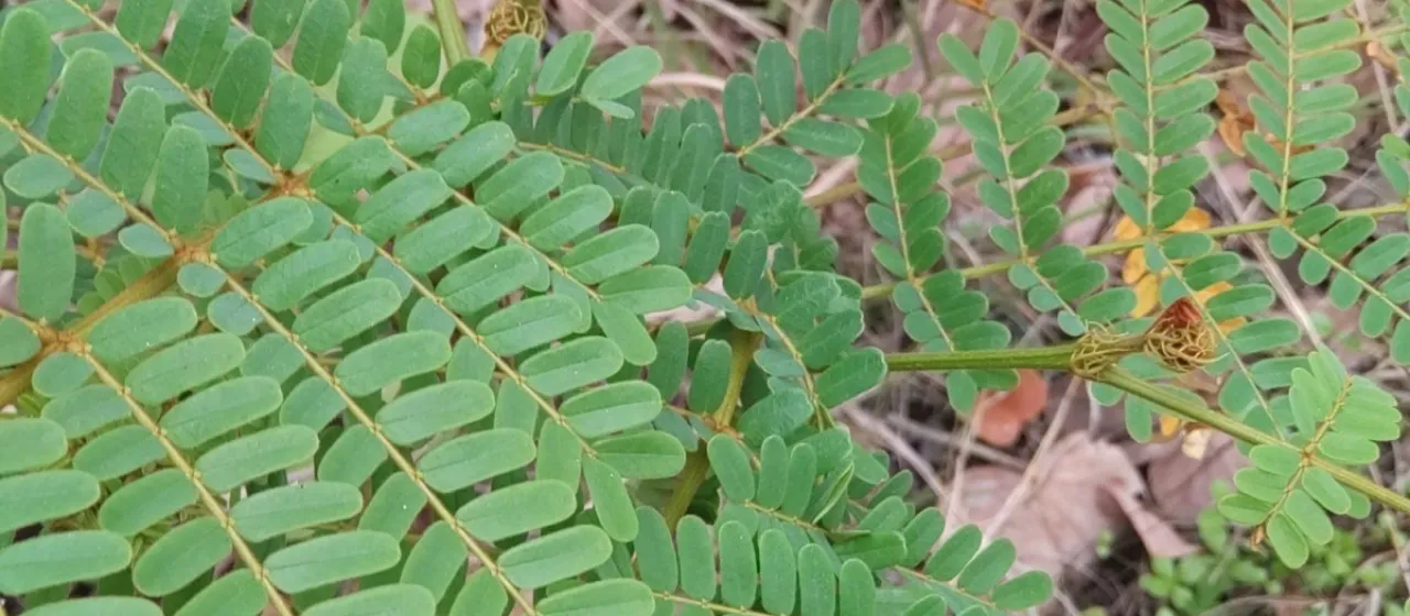Peltophorum dasyrhachis