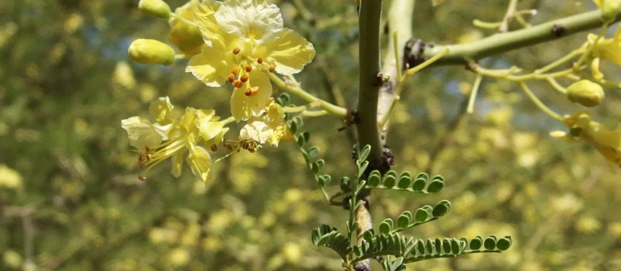 Sonoran palo verde
