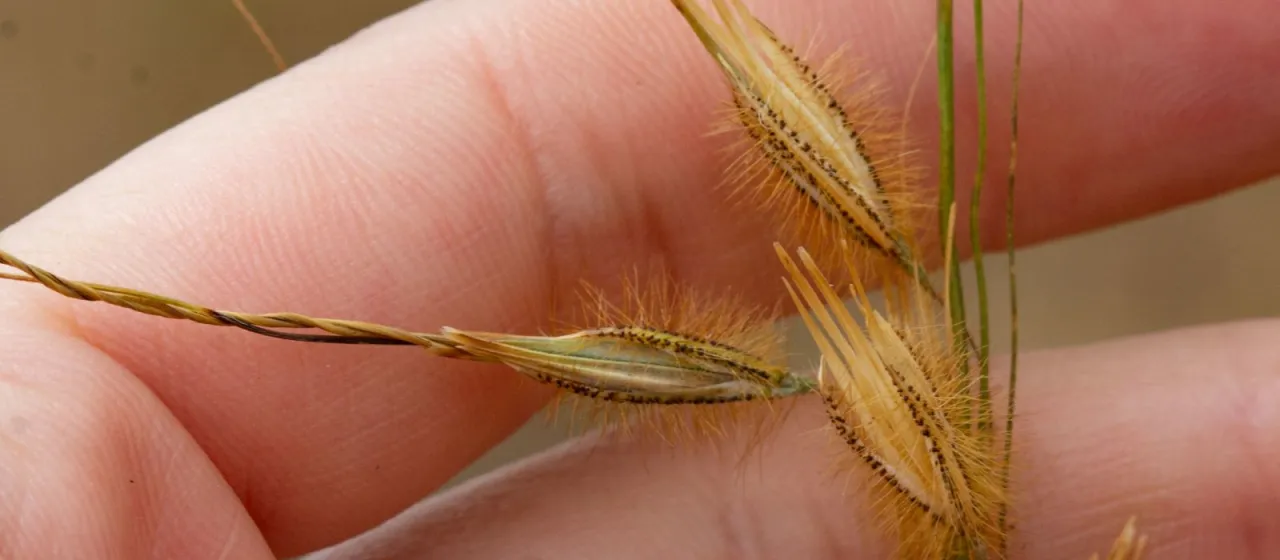 Loudetiopsis chrysothrix