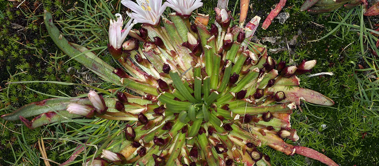 Lewisia longipetala