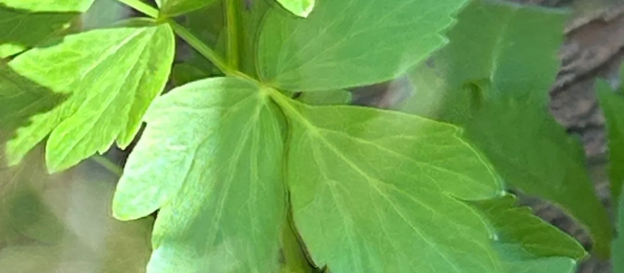 Lovage