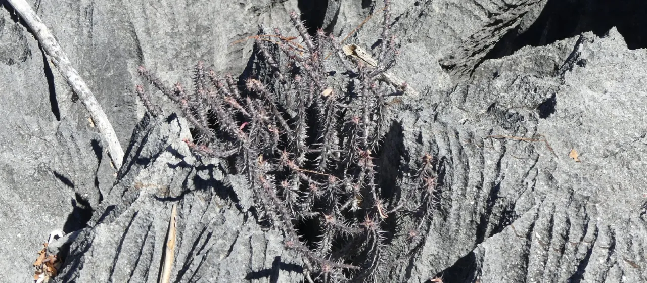 Euphorbia ambarivatoensis