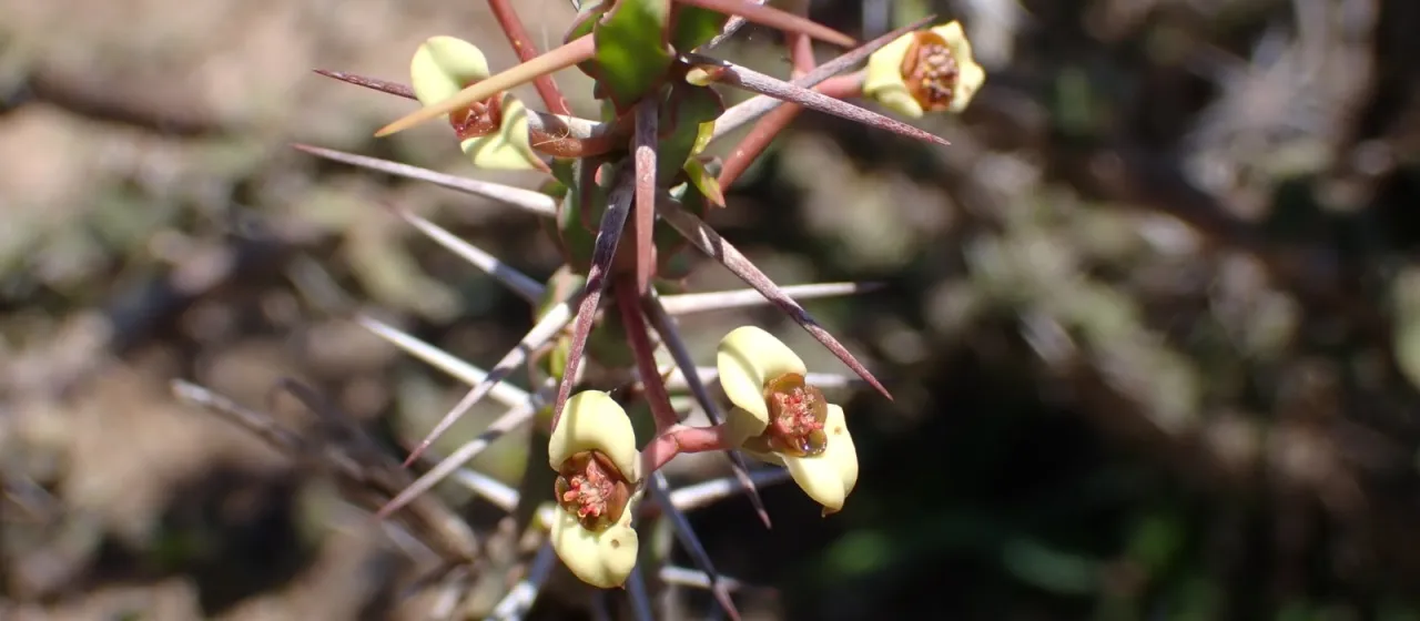 Euphorbia beharensis