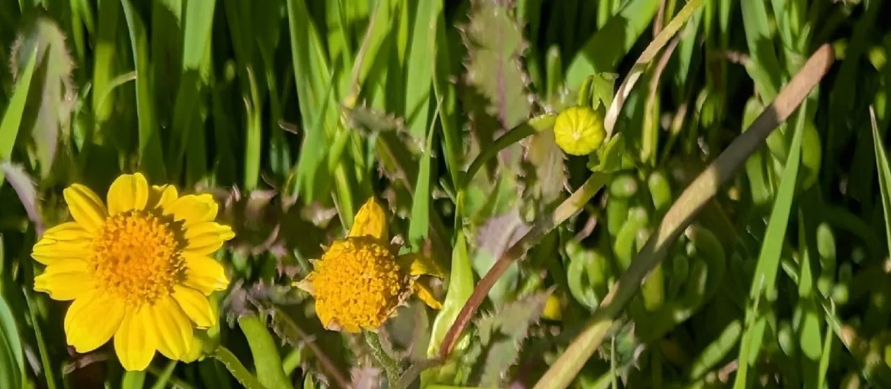Lasthenia glabrata