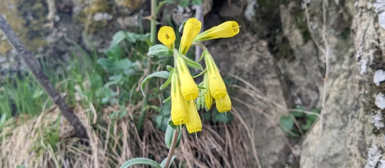 Caucasian golden-drop