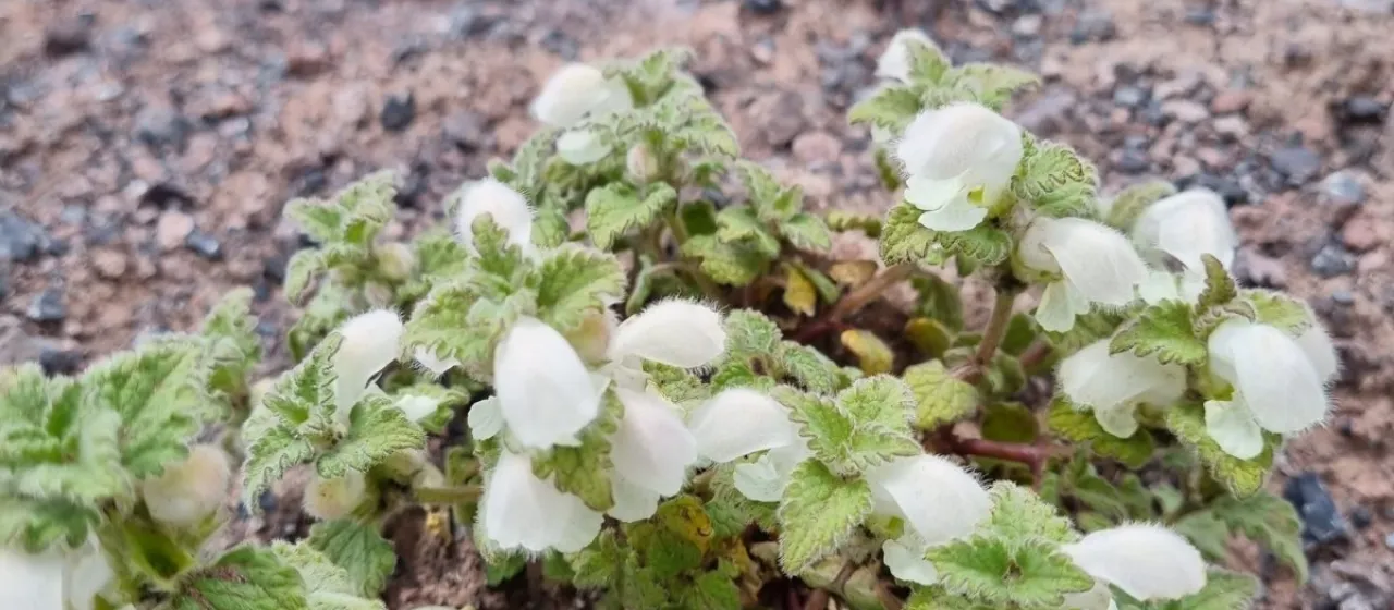 Woolly dead-nettle