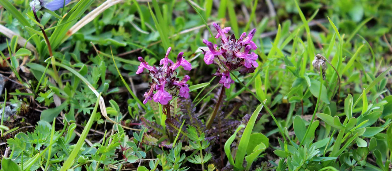 Caucasian lousewort