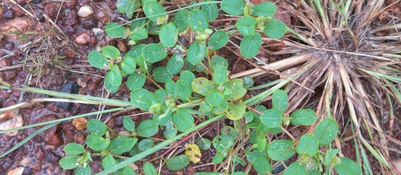 Melliniella micrantha